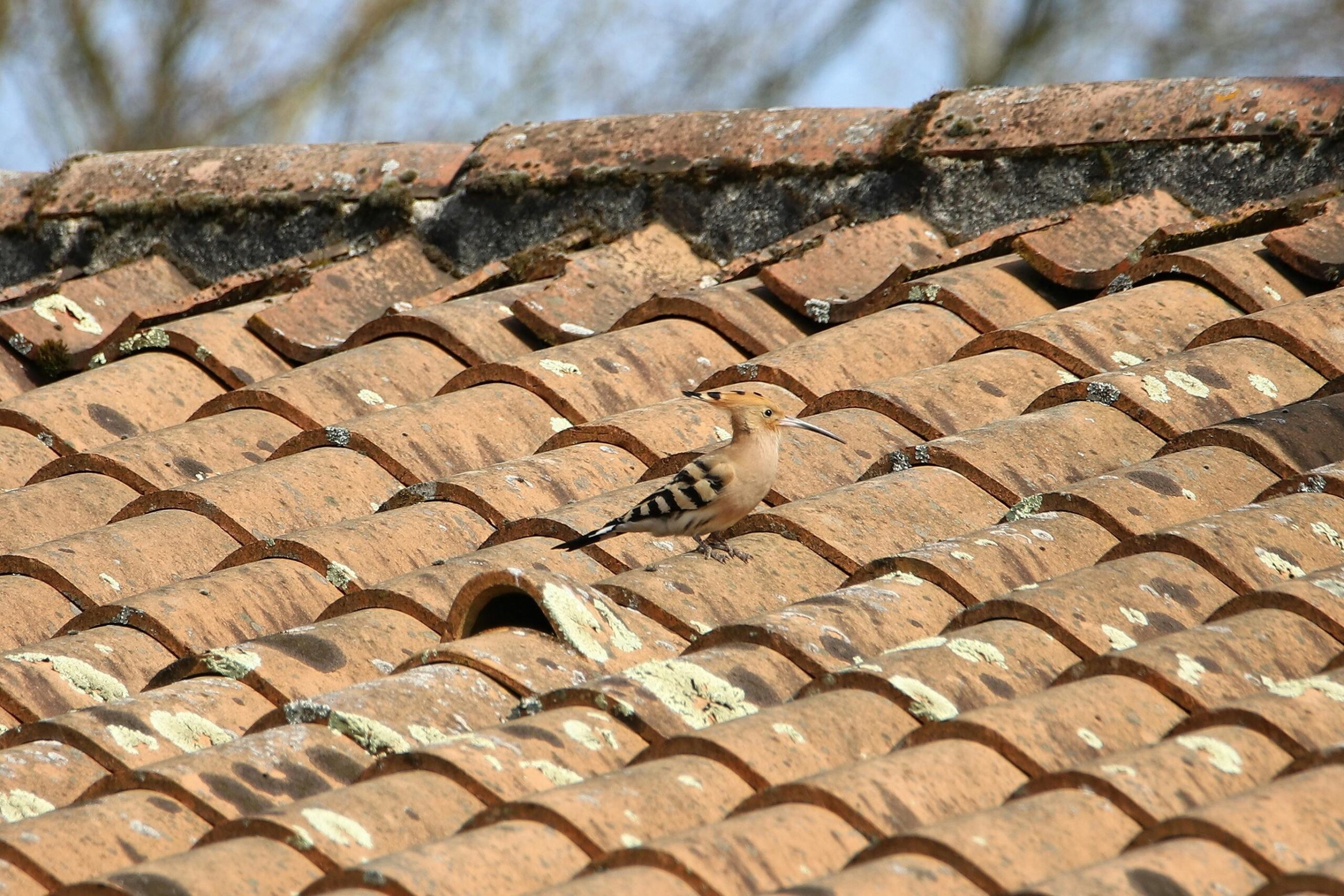 inspectons l'ensemble de la toiture